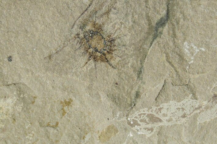 Detailed Fossil Beech Fruit - Green River Formation, Utah #356592
